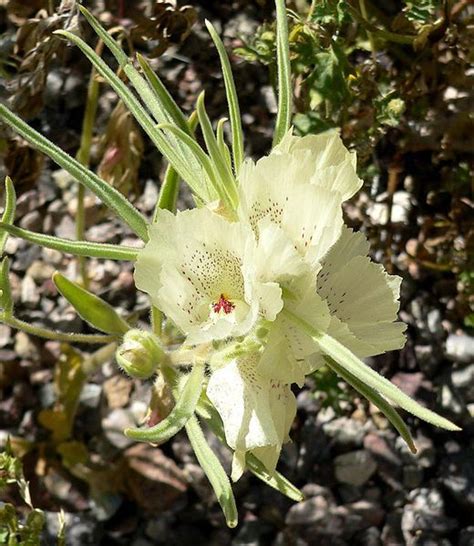 mojave desert ghost flower.